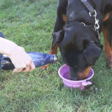 Collapsible Travel Bowl by White Magic