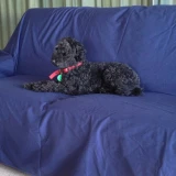 Pet Large Waterproof Sheet by Brolly Sheets - Navy
