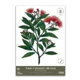 Pohutukawa Decal by Flox