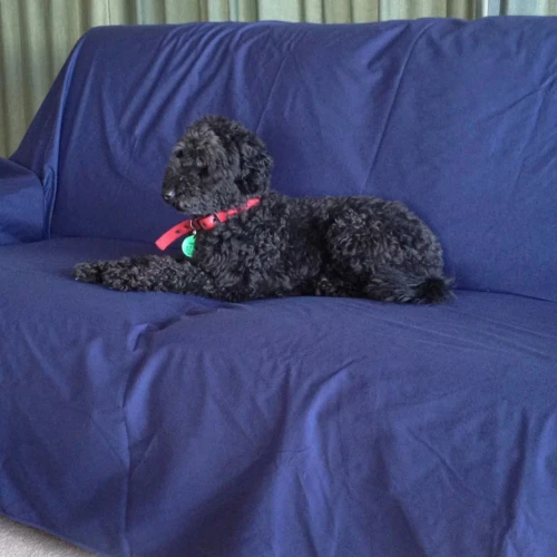 Pet Large Waterproof Sheet by Brolly Sheets - Navy