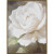 Gardenia Canvas Brown Frame by Linen & More - 60x80cm