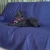 Pet Large Waterproof Sheet by Brolly Sheets - Navy