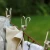 Stainless Steel Pegs x 20 by Brolly Sheets