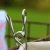 Stainless Steel Pegs x 20 by Brolly Sheets