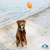 Squeaky Football Outdoor Dog Toy by Hound2O