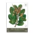 Karaka Decal by Flox