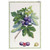 Fig100% Linen Tea Towel by Tessitura Toscana Telerie