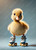Roller Duck