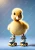 Vibrant yellow and orange duckling contrasted sharply against a clean, desaturated pastel blue background with soft top-right studio lighting.