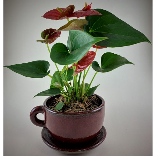 5.75" Maroon Red Ceramic Coffee Cup Planter