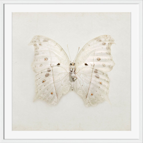 Ivory and Brown Butterfly Printed Rectangular Framed Wall Art Decor 18" x 15" - 33417861