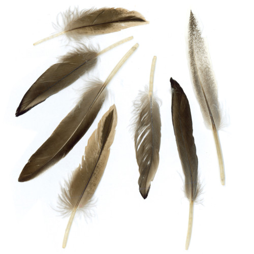 Duck Cosse Feathers .05oz-Natural