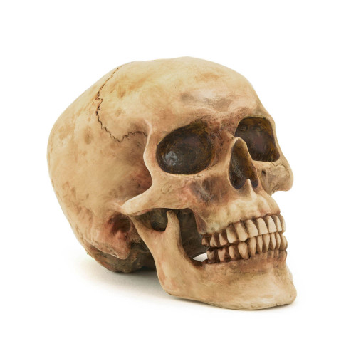 5.5" Beige Grinning Realistic Replica Human Skull Statue Halloween Décor
