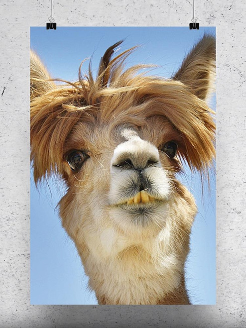 Funny Alpaca Photo Poster -Image by Shutterstock