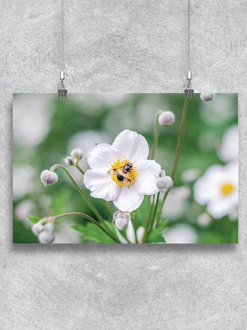Anemone Flower With Insect  Poster -Image by Shutterstock