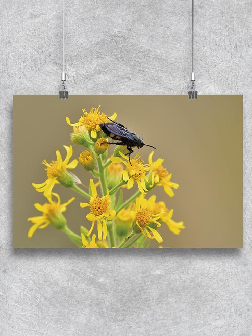 Black Insect On Yellow Flowers Poster -Image by Shutterstock