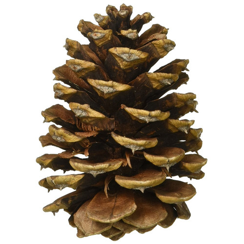 Homvare Long Leaf Pine Cones 6"-8" Unscented, 2 Pieces