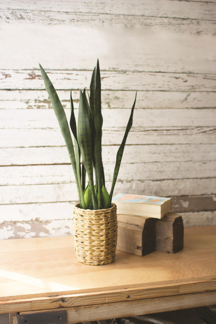 Kalalou Artificial Mother In Law Tongue In A Woven Pot CNL1218