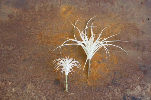 Kalalou Set of 6 White Air Plant Large CYF1107