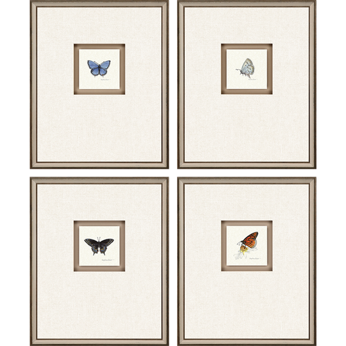 Paragon Animals Traditional Set Of 4 Butterfly Study I Wall Art 6542