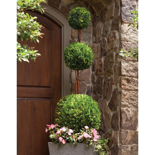 96" Preserved Boxwood Triple Ball Topiary in Light Gray Grower's Pot - 32602064