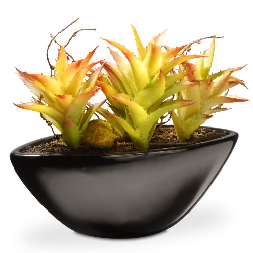 9.8" Succulent Plants – Ceramic base