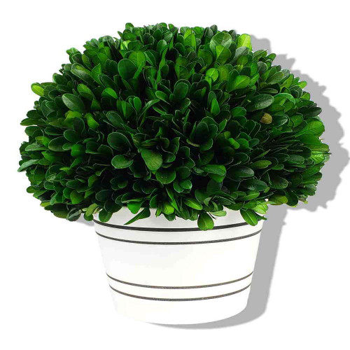 7.75" Wooden Boxwood Ball Topiary with White Pot