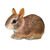 3.75" Brown and Orange Eastern Cottontail Rabbit Baby Educational Teaching Figurine