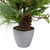 Real Touch™? Potted Mixed Pine and Cedar Artificial Christmas Tree - 24" - Unlit