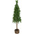 21.5" Downswept Iced Artificial Tabletop Christmas Tree Wood Base - Unlit