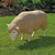 27" White and Brown Head Down Sheep Garden Statue