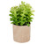 10" Green Artificial Privet Plant in Faux Wood Pot