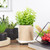 10" Green Artificial Privet Plant in Faux Wood Pot