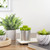 4.75" Potted Red and Green Artificial Sedum Succulent