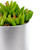 4.75" Potted Red and Green Artificial Sedum Succulent
