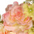 Peony Artificial Floral Wreath, Yellow and Pink 24-Inch