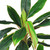 55" Green and Red Potted Two Tone Dracaena Artificial Plant