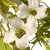 White Dogwood Artificial Wreath - 22-Inch