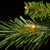 6.5’ Pre-Lit Tiffany Fir Medium Artificial Christmas Tree, White Lights