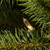 4.5’ Pre-Lit Full Downswept Douglas Fir Artificial Christmas Tree, Clear Lights