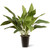 30” Garden Accents Green Aspidistra Plant in Black Pot