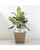 16" Brown and Black Thin Square Smart Self-Watering Planter
