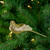 Glittered Bird Clip-On Christmas Ornament - 6" - Gold-tone