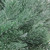 Green Frosted Pine Artificial Christmas Wreath - 16-Inch, Unlit