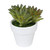4" Potted Green and Red Spring Artificial Succulent Arrangement - 32037245