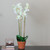 30.5" White and Brown Potted Artificial Phalaenopsis Orchid Flower Plant