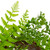 Fern Leaf Artificial Springtime Wreath, Green - 18-Inch