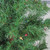 3' Pre-Lit Medium Woodland Alpine Artificial Christmas Tree - Multicolor Lights