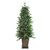 Real Touch™? Pre-Lit Potted Oregon Noble Fir Slim Artificial Christmas Tree - 6' - Warm White LED Lights