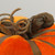 8.5" Orange and Brown Pumpkin with Bamboo Ribs Autumn Decoration